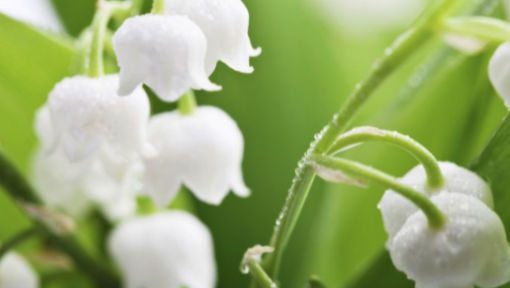 Giving Lily of the Valley Jesus Christ